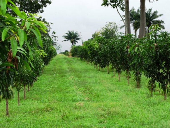 Abuad Mango Farm