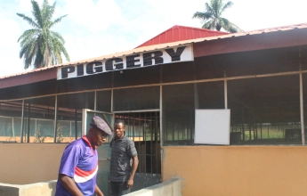 Abuad Farm Piggery